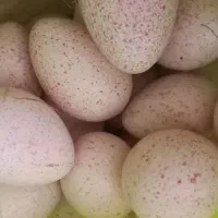 تخم بوقلمون محلی