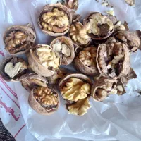 گردوبوانات