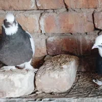 کبوتر کفتر طوقی