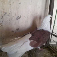 فروش کود کبوتر خانگی