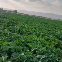 اجاره زمین زراعی یک هکتار با حق اب|اجارهٔ دفتر صنعتی، کشاورزی، تجاری|سراب, |دیوار