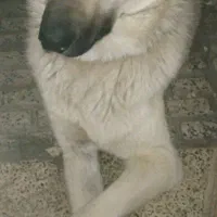سگ سراب