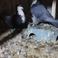 نر و ماده کرباتی سیاه