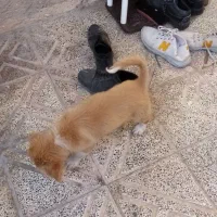 سگ اشپیتز|سگ|کرمان, |دیوار