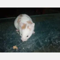 یک جفت همستر و خانه همستر