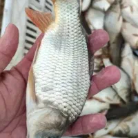 فروش بچه ماهی کپور  ۲۰۰ گرمی ب بالا