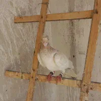 سار زرد نر