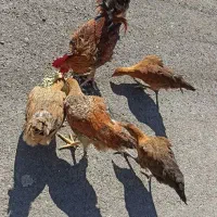 واروک ، مرغ و خروس|حیوانات مزرعه|جوانرود, |دیوار