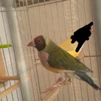 فنج گلدین ماده آماده