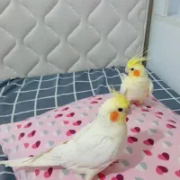 فروش تعدادی عروس هلندی|پرنده|فریدونکنار, |دیوار