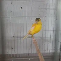 تعدادی قناری نر بخون