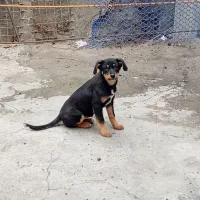 میکس دوبرمن. ماده،۴ماهه