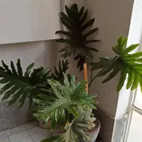 برگ انجیری بزرگ برگ