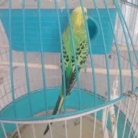 جفت مرغ عشق نرو ماده