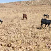 فروش 7عددشاه بز جوان آمریکایی اصل همه آبستن|حیوانات مزرعه|تربت جام, جامرود|دیوار
