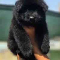 ژرمن