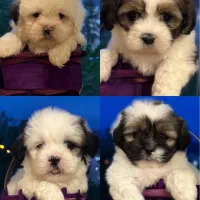 شیتزو عروسکی های فلت