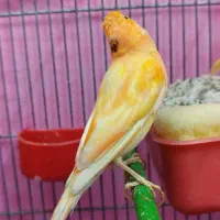 فروش یک جفت قناری لاکی نر وماده|پرنده|شیراز, شهرک پرواز|دیوار