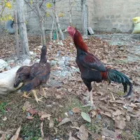 خروس لاری اصیل