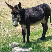 خر نر