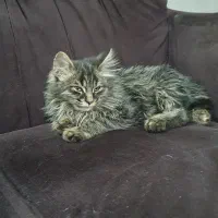 بچه گربه|گربه|مشهد, نظام دوست|دیوار