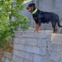 روتوایلر ماده