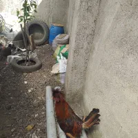 جوانه خروس لهستانی