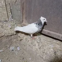 طوقی|پرنده|شراء, |دیوار