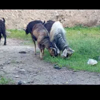 گوسفند زنده همراه سلاخی رایگان