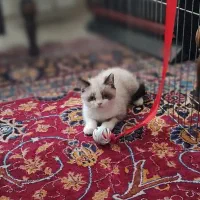 بچه گربه رگدال