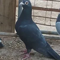 پلاکی