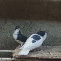 کفتر جفتگاه|پرنده|کاشمر, |دیوار