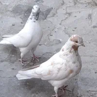 کبوتر پرشی|پرنده|ری, سیزده آبان|دیوار