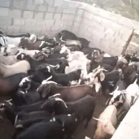 گله بز فروش یکجا حاجی آباد