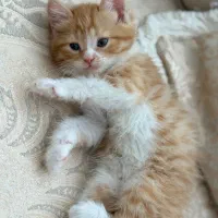 واگذاری گربه میکس