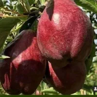 نهالستان عمده نهال صنوبر. گردو و بادام دیر گل|خدمات باغبانی و درختکاری|سمیرم, |دیوار