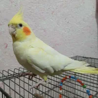 عروس هلندی ماده ۱۱ ماهه به شدت دستی|پرنده|کنارک, |دیوار