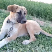 سگ پژدر|سگ|قنوات, |دیوار
