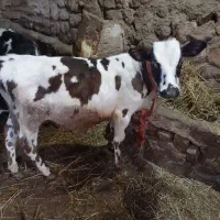 گوساله نر