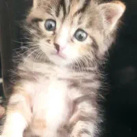 گربه اسکاتیش