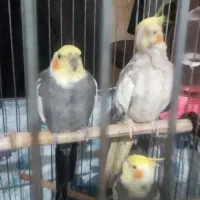 چت طوطی عروس   آرام