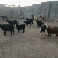 ۲۴ عدد بز و ۱۸ تا بزغاله