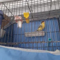 مرغ عشق قناری فنج