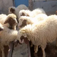 بره قوچ سنجابی ناب