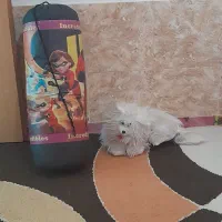 کیسه بکس بچه گانه سالم