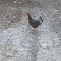 مرغ تخم گذار  محلی