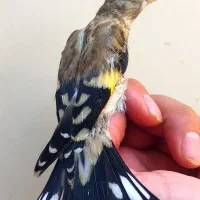 جوجه سهره سر و کله دار اصفهان|پرنده|تهران, میدان ولیعصر|دیوار
