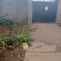 مرغ و خروس|حیوانات مزرعه|لاهیجان, آهندان|دیوار