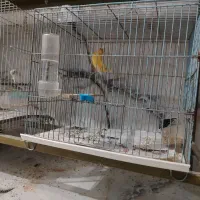 قناری|پرنده|نیشابور, هفده شهریور|دیوار