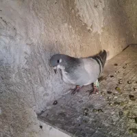 بیرونی نر خوب دونه ۳۰۰مفت